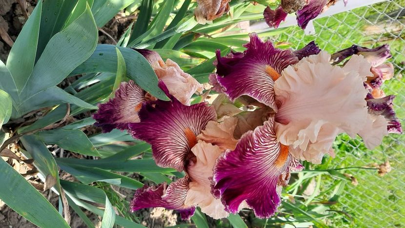  - diverse flori 2021