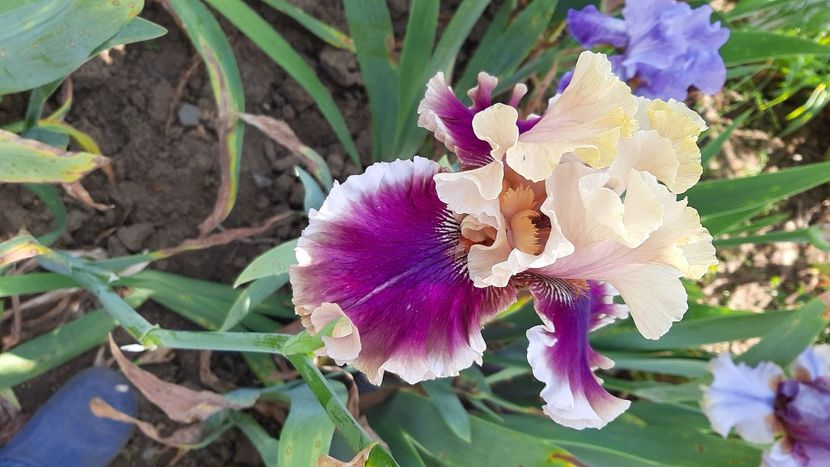  - diverse flori 2021