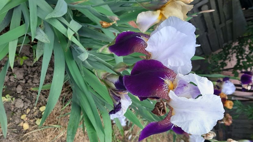  - diverse flori 2021