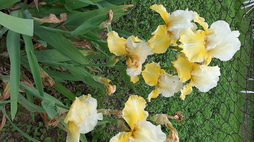  - diverse flori 2021