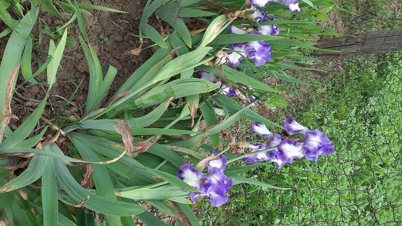  - diverse flori 2021