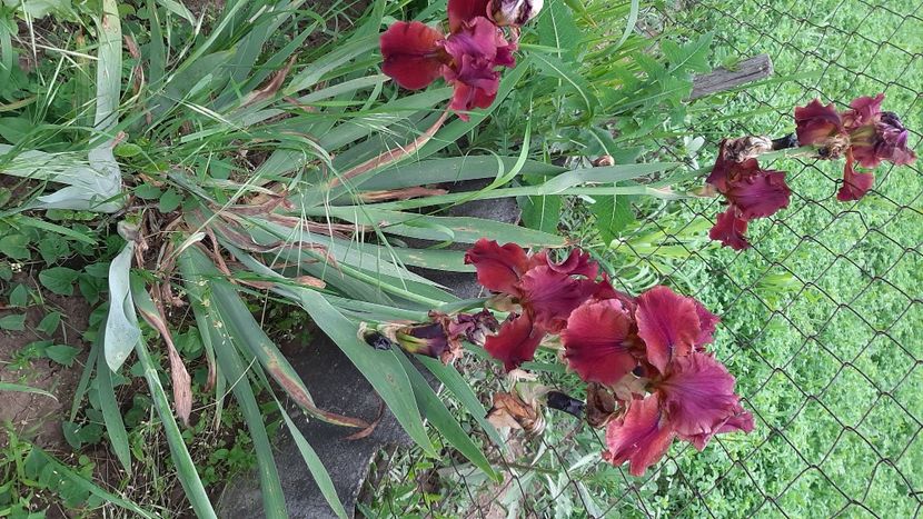  - diverse flori 2021