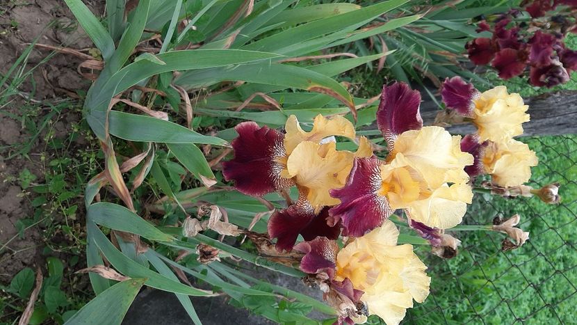  - diverse flori 2021