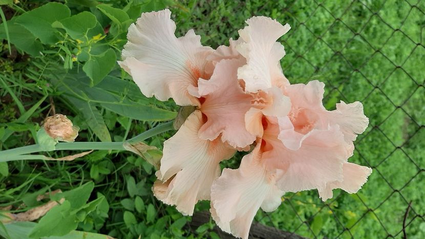  - diverse flori 2021