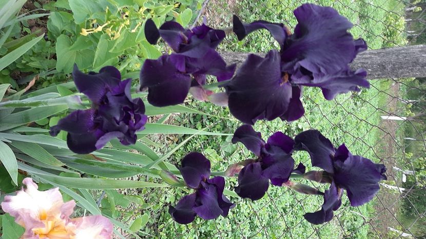  - diverse flori 2021