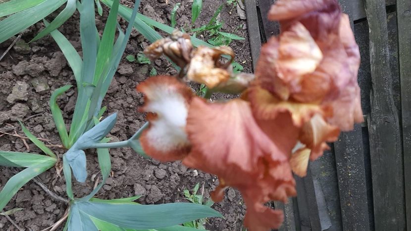  - diverse flori 2021