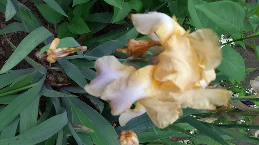  - diverse flori 2021