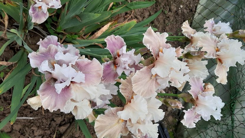  - diverse flori 2021