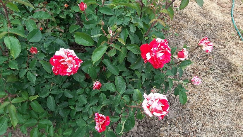  - diverse flori 2021