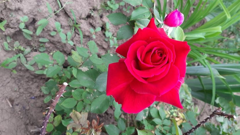  - diverse flori 2021