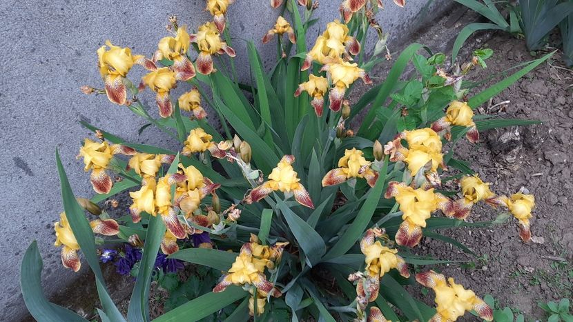  - diverse flori 2021