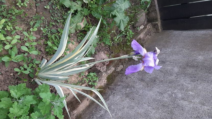  - diverse flori 2021