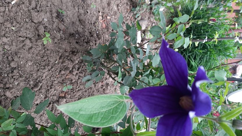  - diverse flori 2021