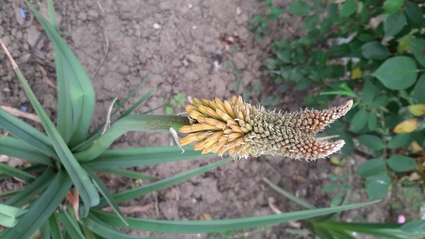  - diverse flori 2021