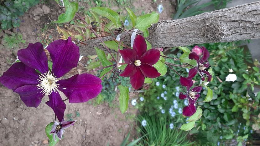  - diverse flori 2021