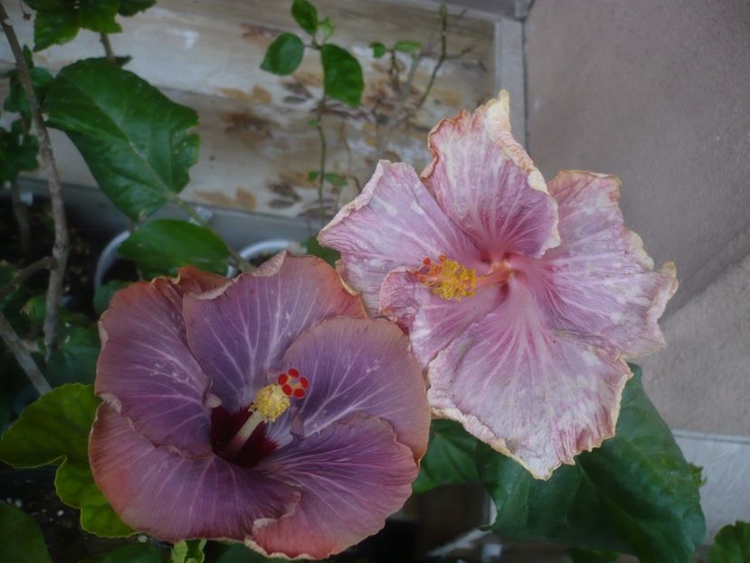 P1480430 - HIBISCUSI 2021-1