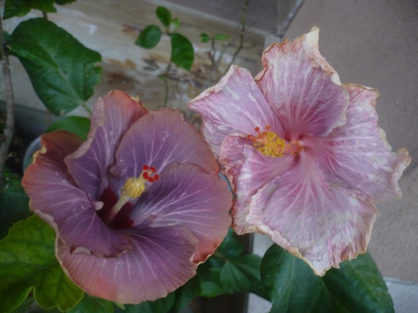 P1480431 - HIBISCUSI 2021-1