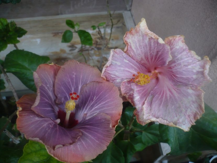 P1480432 - HIBISCUSI 2021-1