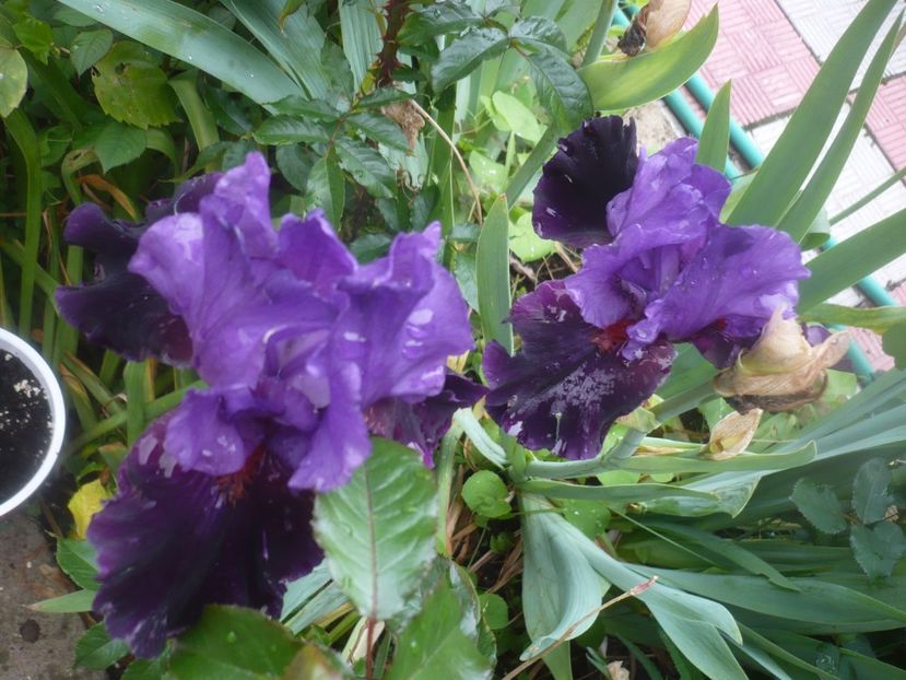 P1480434 - GRADINA 2021-2