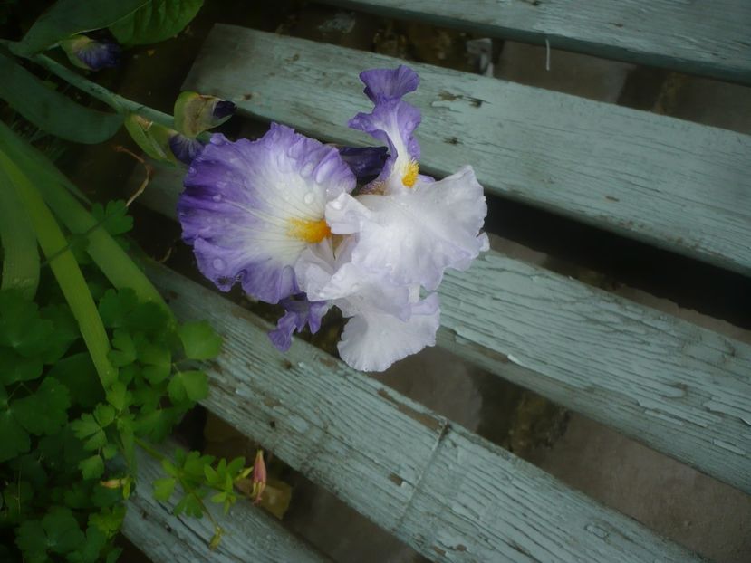 P1480441 - GRADINA 2021-2