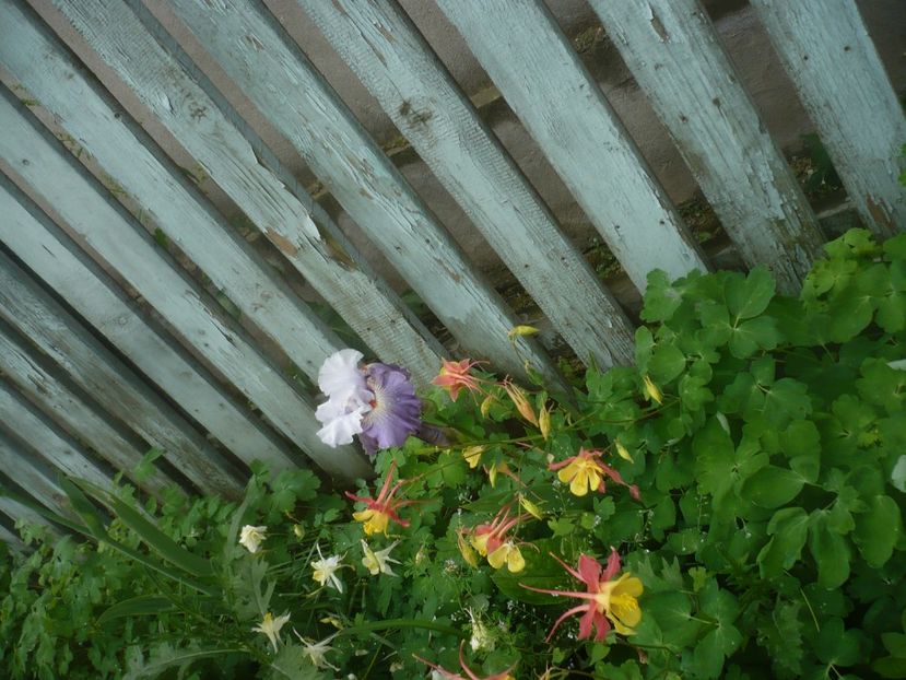 P1480443 - GRADINA 2021-2