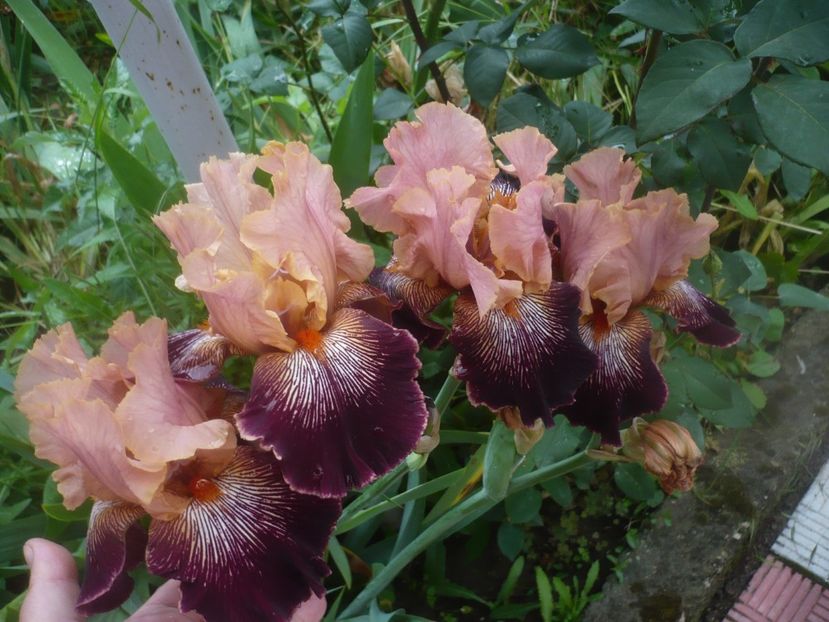 P1480444 - GRADINA 2021-2