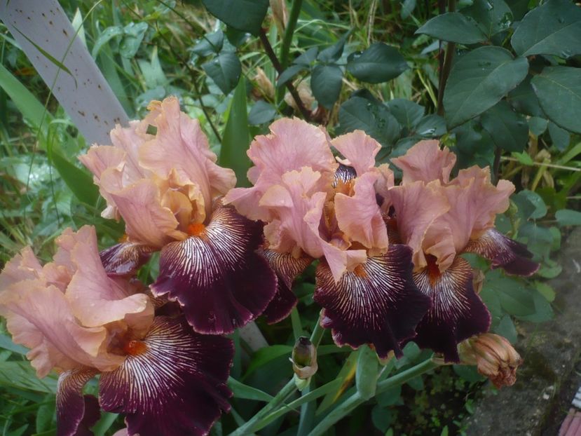 P1480445 - GRADINA 2021-2