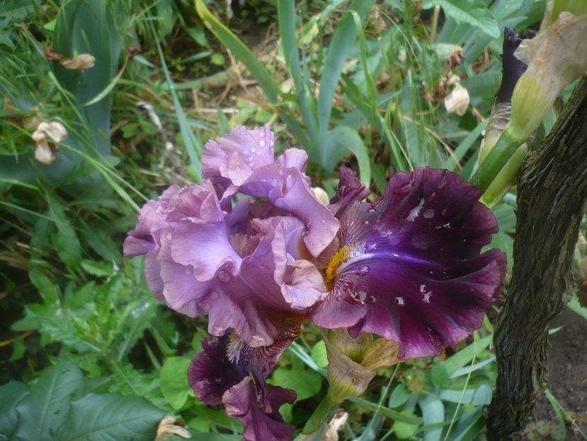 P1480447 - GRADINA 2021-2