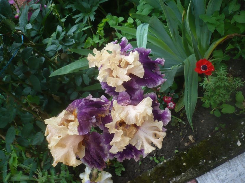 P1480448 - GRADINA 2021-2