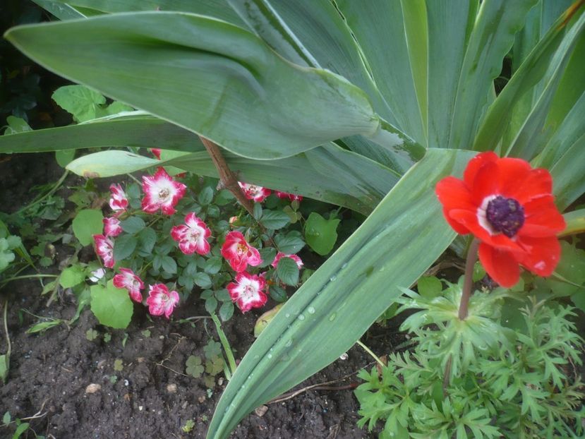 P1480450 - GRADINA 2021-2