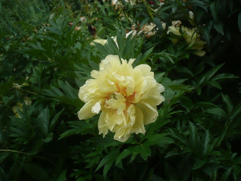 P1480453 - GRADINA 2021-2