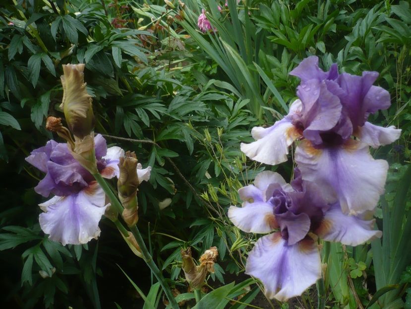 P1480454 - GRADINA 2021-2