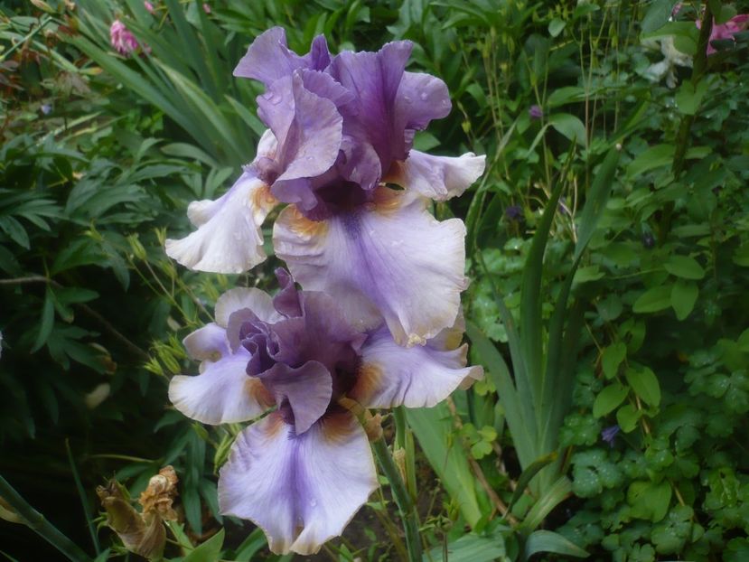 P1480455 - GRADINA 2021-2