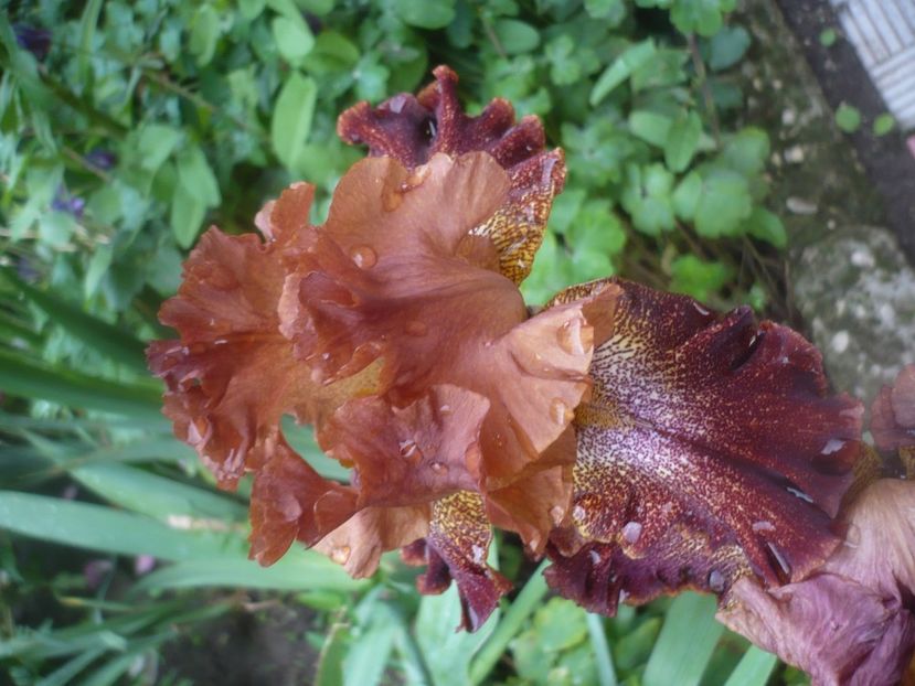 P1480456 - GRADINA 2021-2