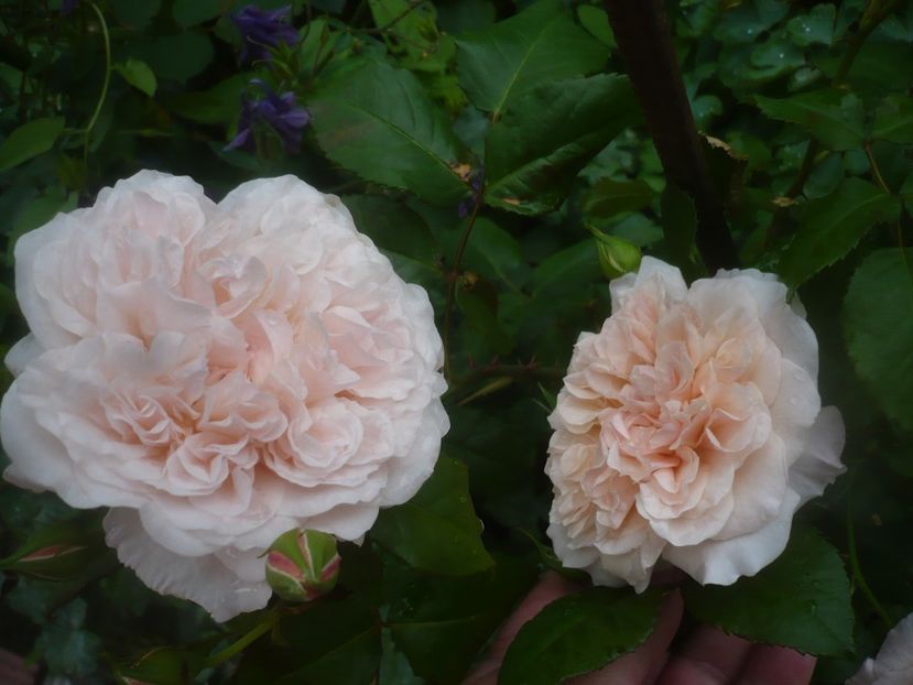 P1480457 - GRADINA 2021-2