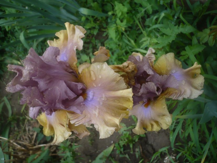 P1480459 - GRADINA 2021-2