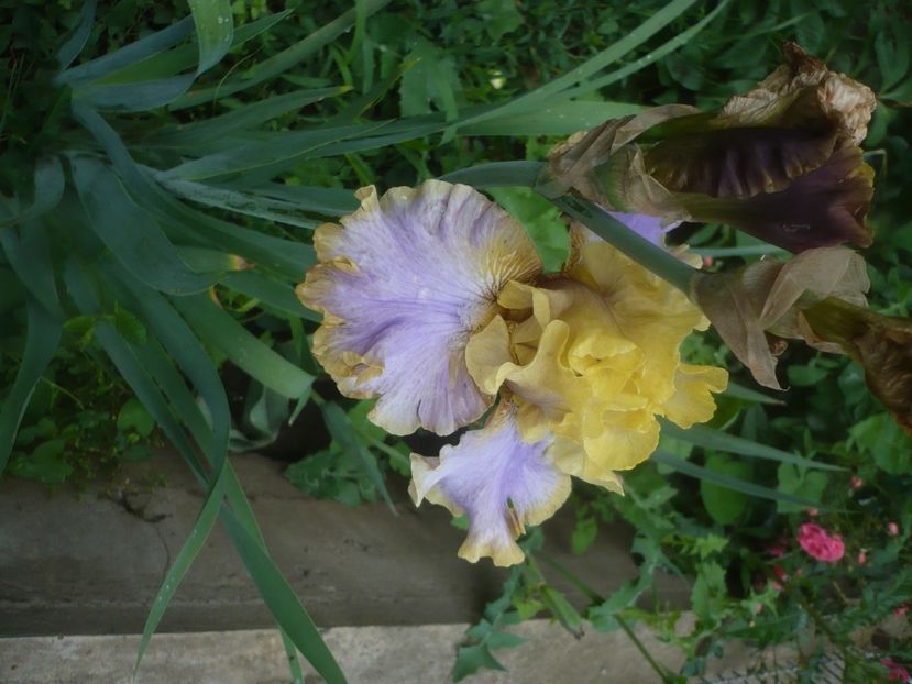 P1480460 - GRADINA 2021-2