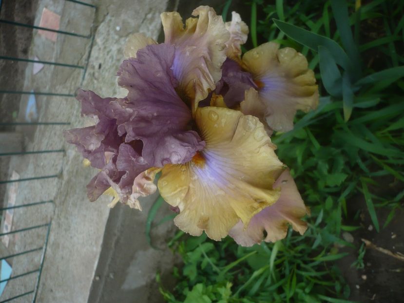 P1480462 - GRADINA 2021-2