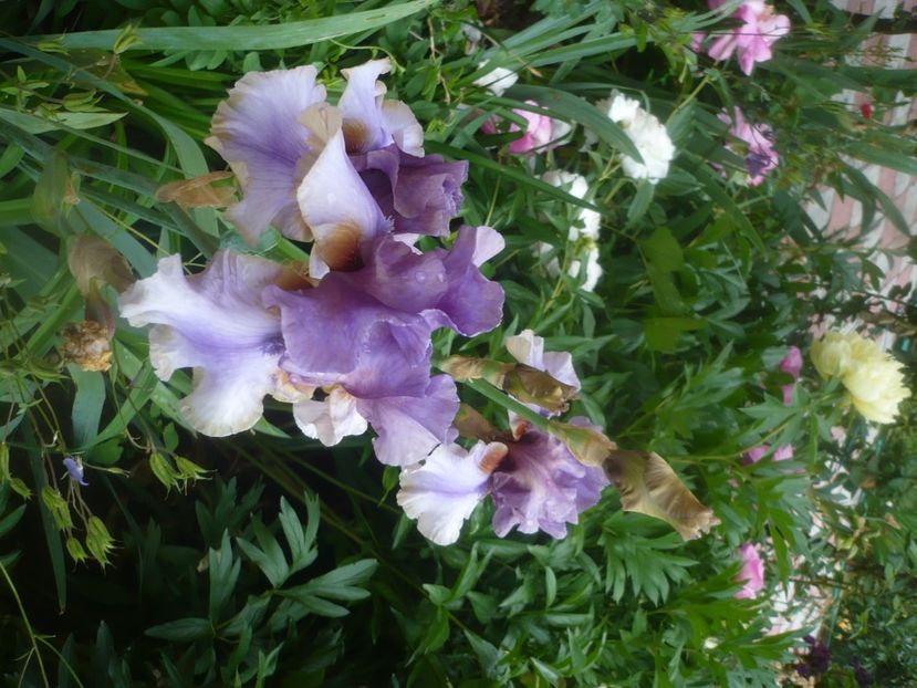 P1480465 - GRADINA 2021-2