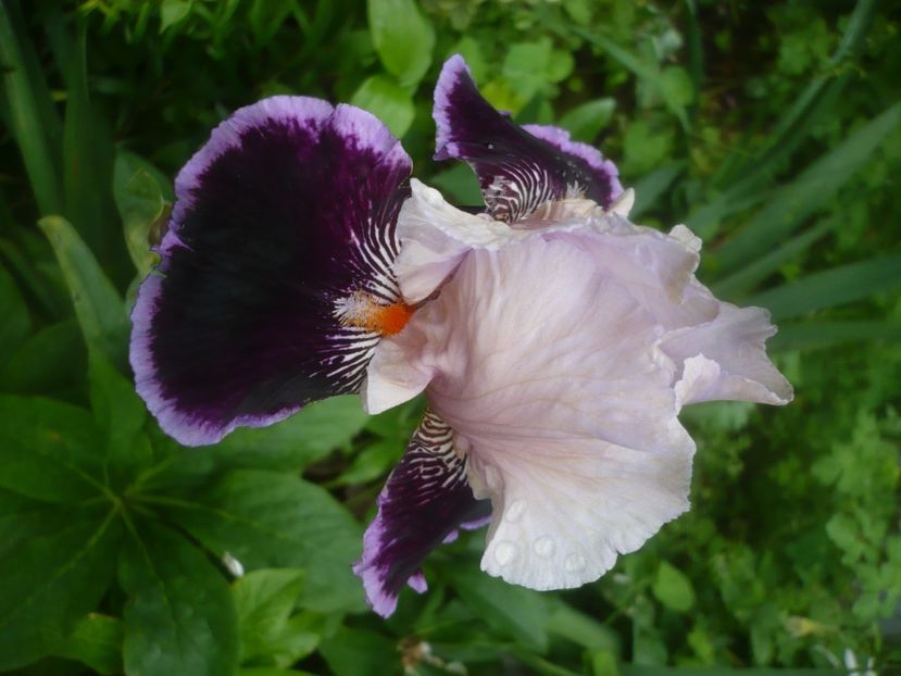 P1480466 - GRADINA 2021-2