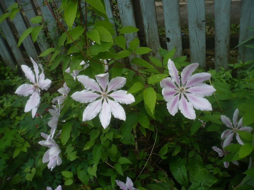 P1480467 - GRADINA 2021-2