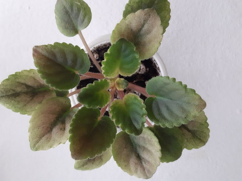 Mac s Scorching Sun 14 - 01 Disponibile Iunie 2021