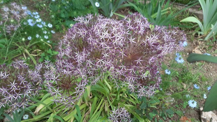  - diverse flori 2021