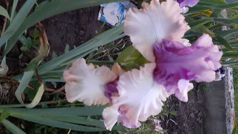  - diverse flori 2021