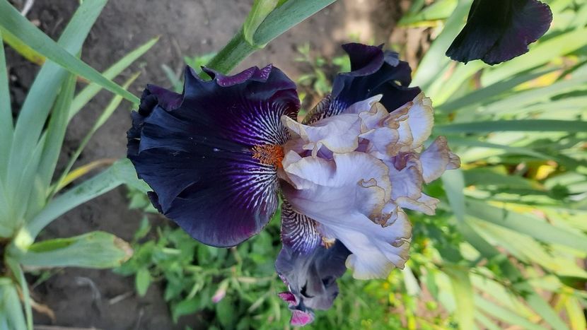  - diverse flori 2021