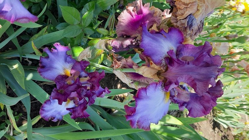  - diverse flori 2021