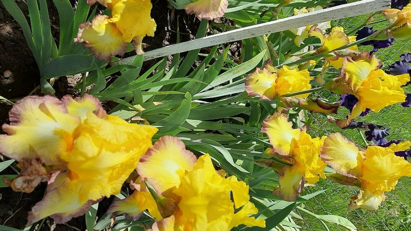  - diverse flori 2021