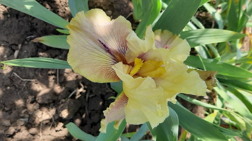  - diverse flori 2021