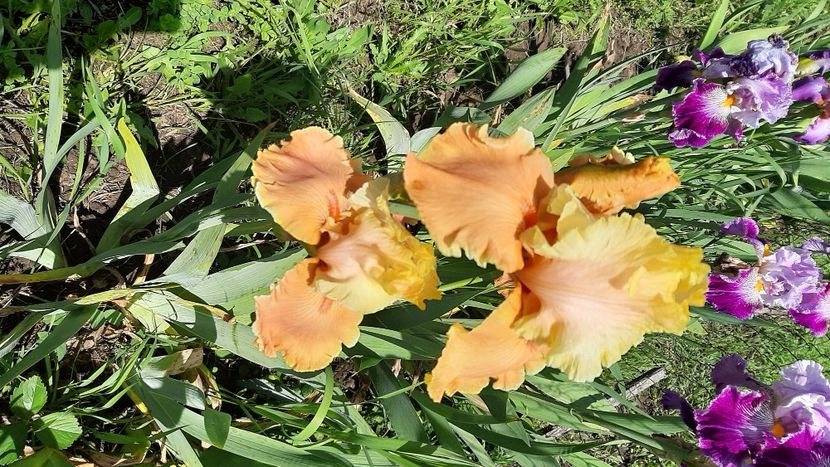  - diverse flori 2021