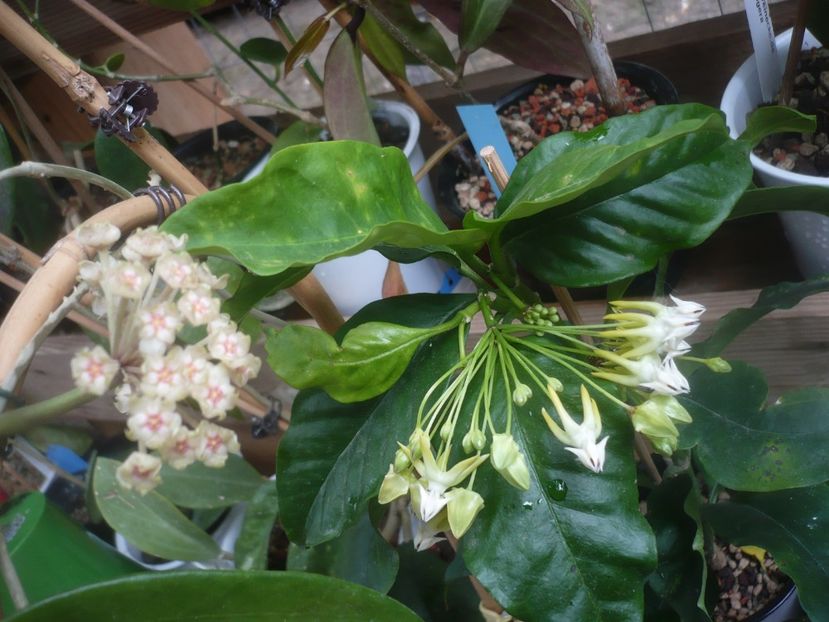 01.06.2021 - HOYA 2021-1